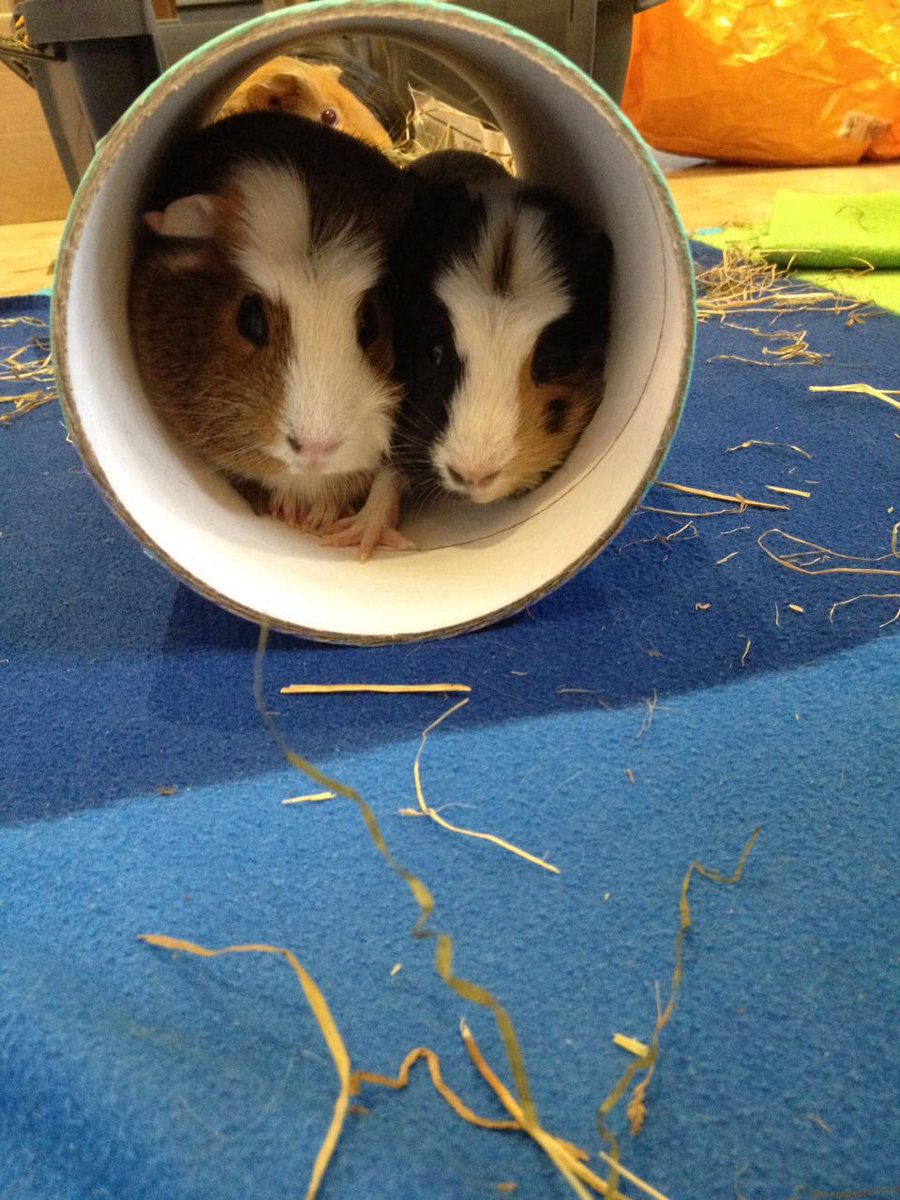 Mon 4 May (Day 35 working from home)Right, I said I owed you piggy pix, so I've found some particularly good ones!Here are sisters Cleo and Juno - straight after I took this pic, the tunnel rolled over & it took them a while to correct their fat little bums! #PigOfTheDay