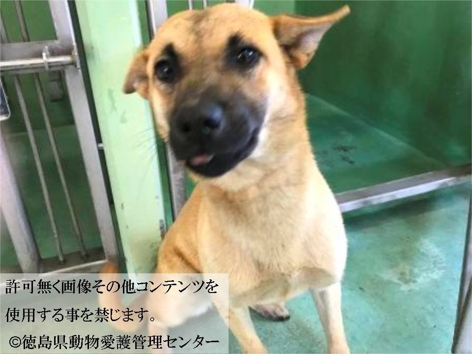 Japanesemichael Jackson 徳島県保健所 期限 5月17日 小柄サイズの女の子 性別 女 年齢 約3歳 犬種 雑種犬 体重 約10 毛色 薄茶 収容月日場所 4 27 海部郡美波町 首輪なし 迷子犬 里親急募 徳島県 海部郡 美波町 雑種犬