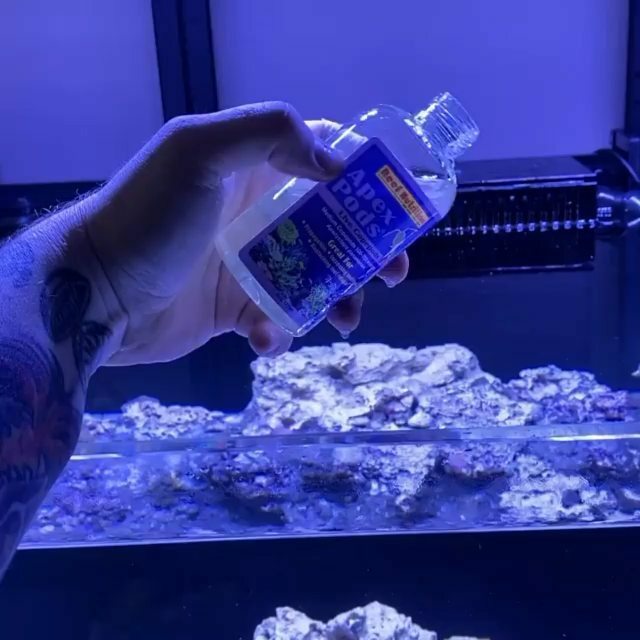 ReefNutrition's tweet photo. #podlife ❤️ #Repost @reefecution ---
Got pods? 
#reefnutrition #copegod #reedmariculture #podsquad #livefeeds #livefishfood #fishfood #tiggerpods #wefeedyourreef #wefeedyourfish #theplanktonpeople https://t.co/6w0sFFAUnr