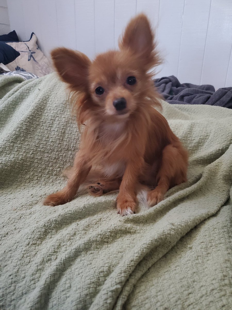 My dog is 3 but still looks like a puppy