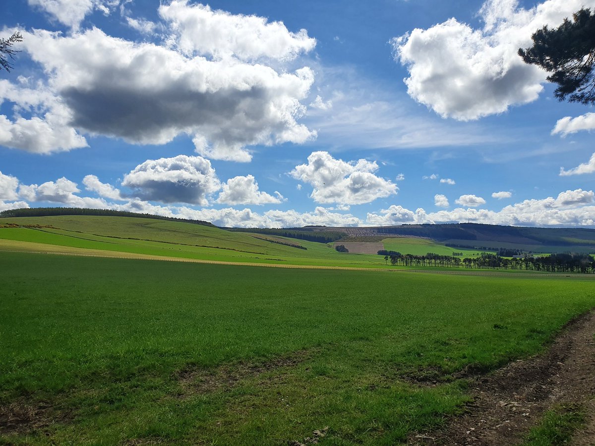 GGundogs's tweet photo. It was our mummy's birthday today, so we took her for a big walk in the sunshine. She said it was very peaceful, even with us running around. And she didnt even have to shout on any of us! Then we soaked her when she was standing beside the water trough. #BirthdaySplash https://t.co/bXbKi5jJ8Z
