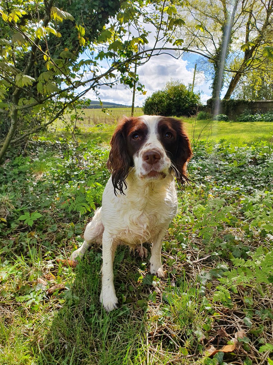 GGundogs's tweet photo. It was our mummy's birthday today, so we took her for a big walk in the sunshine. She said it was very peaceful, even with us running around. And she didnt even have to shout on any of us! Then we soaked her when she was standing beside the water trough. #BirthdaySplash https://t.co/bXbKi5jJ8Z