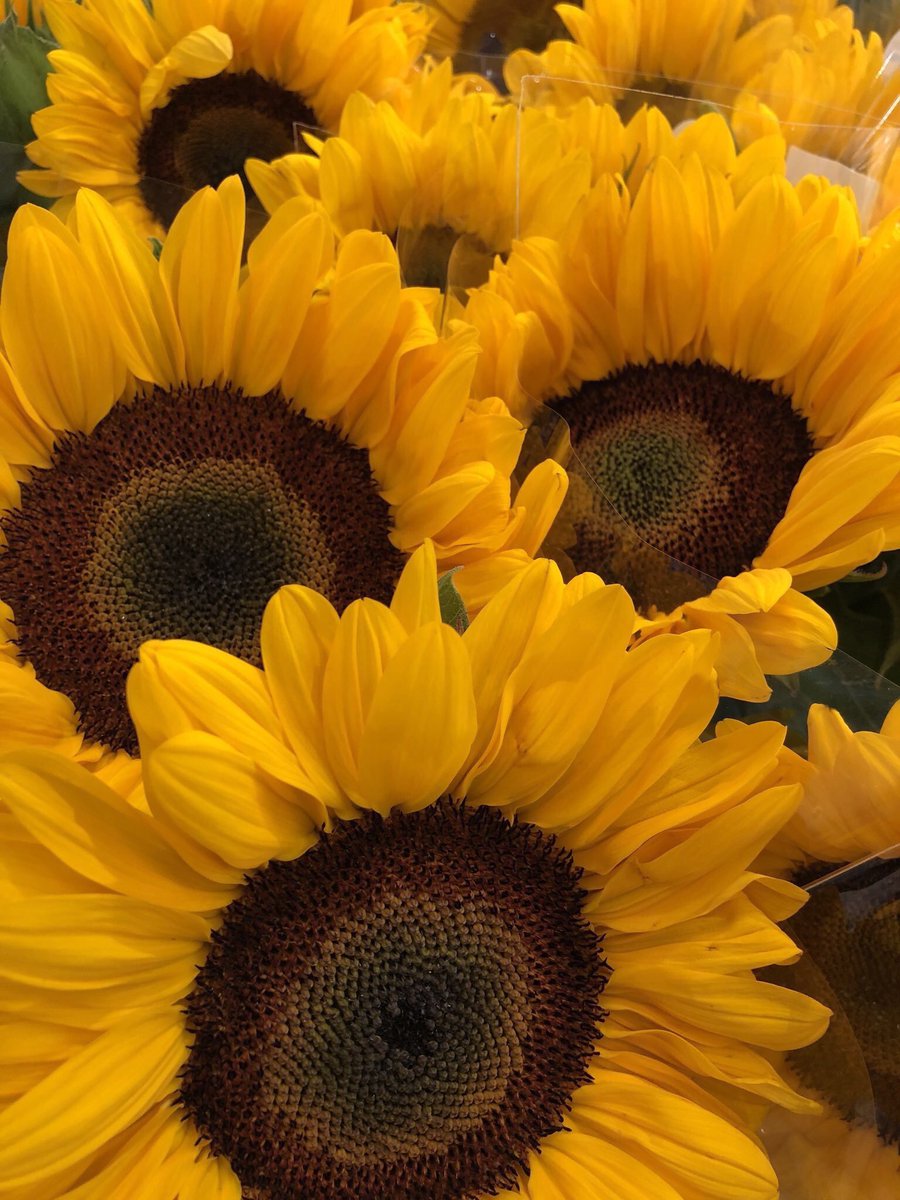 sunflowerlust's tweet photo. sunflowers always brighten my day 🌞🌻😍 https://t.co/4OwFIzMKKw