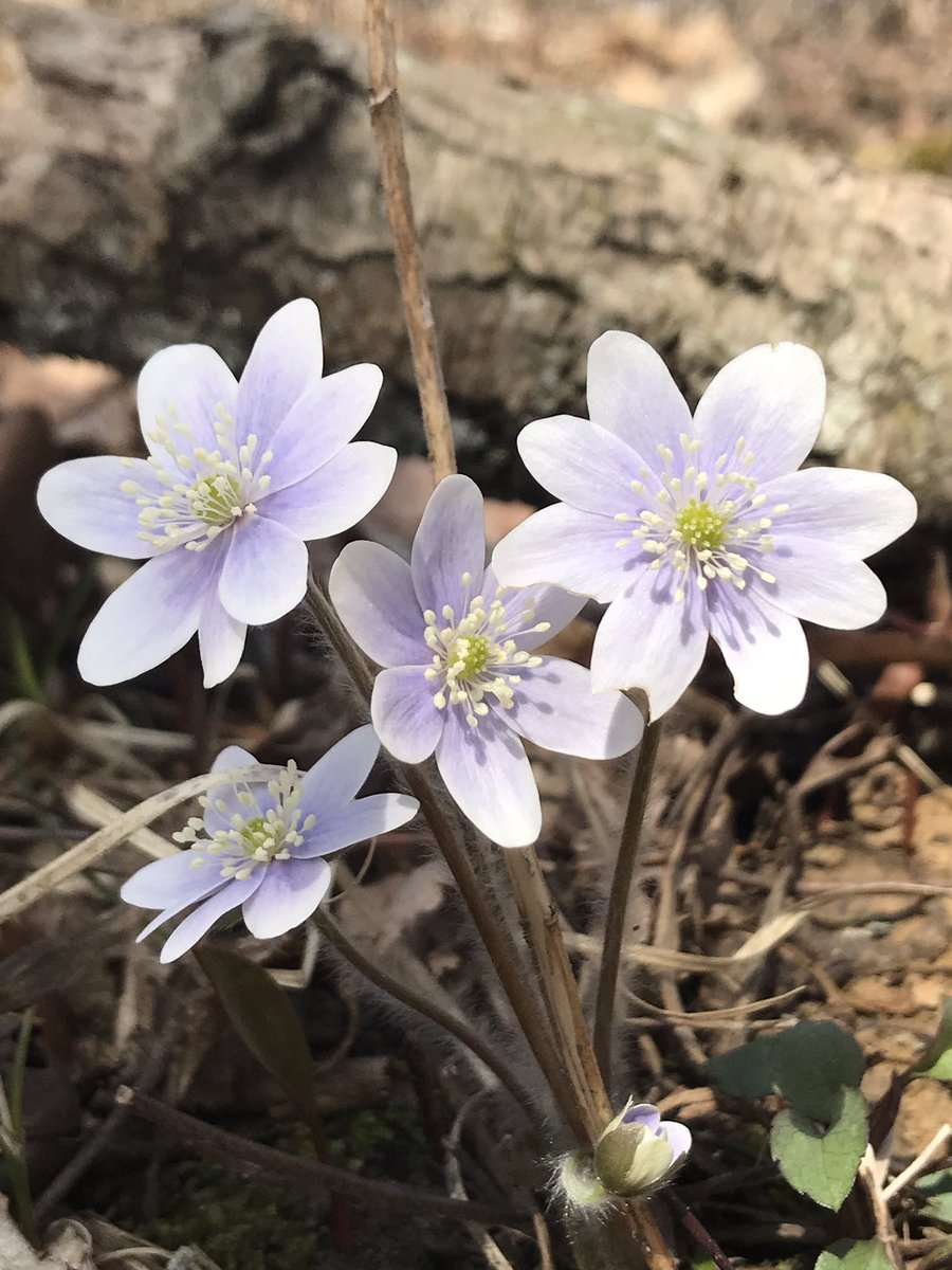 QCOutreach's tweet photo. Now #BloominginQuinte these #NativeOntario woodland flowers are beautiful additions to a shade garden in your yard, #stepintonatureathome. Trillium, Trout Lily, Bloodroot &amp; Hepatica. *Never dig up from the wild, source from a native plant nursery or garden centre. https://t.co/8KKeWQxvSR