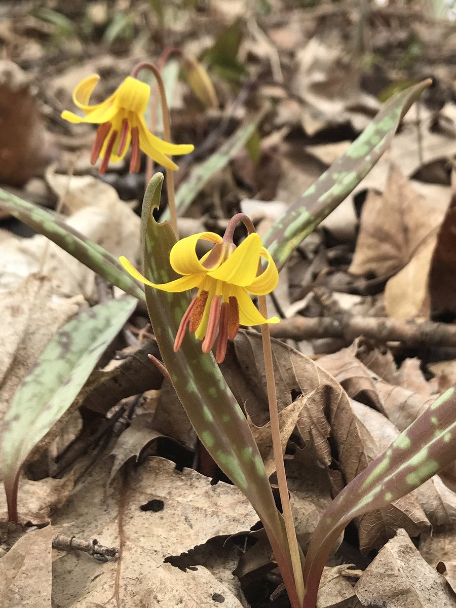 QCOutreach's tweet photo. Now #BloominginQuinte these #NativeOntario woodland flowers are beautiful additions to a shade garden in your yard, #stepintonatureathome. Trillium, Trout Lily, Bloodroot &amp; Hepatica. *Never dig up from the wild, source from a native plant nursery or garden centre. https://t.co/8KKeWQxvSR