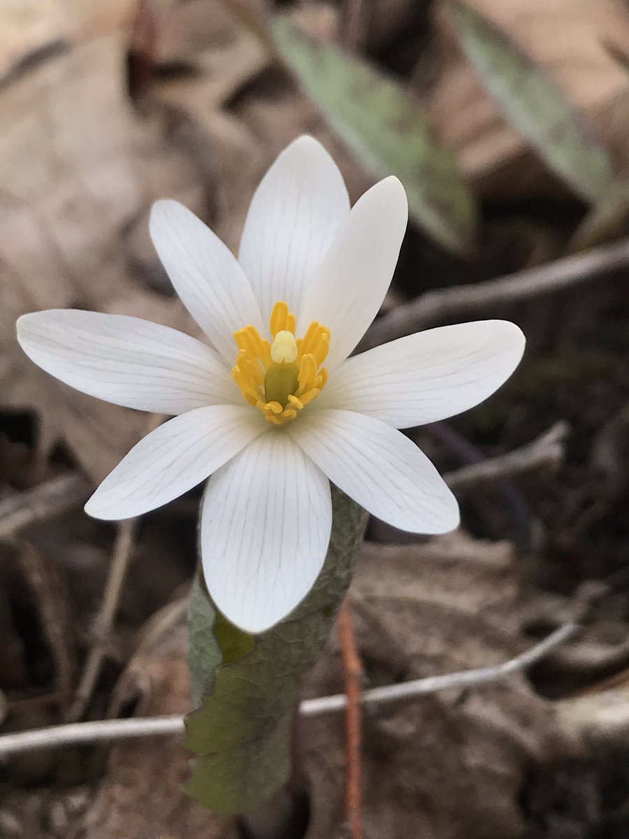 QCOutreach's tweet photo. Now #BloominginQuinte these #NativeOntario woodland flowers are beautiful additions to a shade garden in your yard, #stepintonatureathome. Trillium, Trout Lily, Bloodroot &amp; Hepatica. *Never dig up from the wild, source from a native plant nursery or garden centre. https://t.co/8KKeWQxvSR