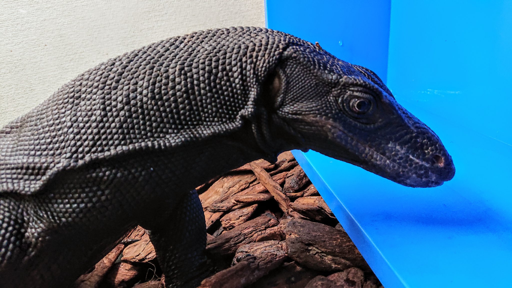 サルバトールモニター ミズオオトカゲ 剥製 トカゲ 置物