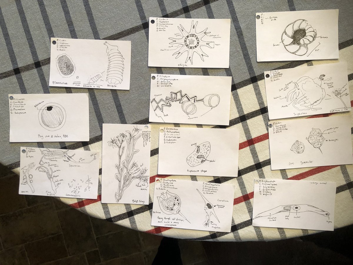 Patch_The_Medic's tweet image. All the physical beastiaries i made for invert zoo, before we had to switch to a digital template. :’) So sad, no new invert art. thts really fun to do detail through a scope 🔬 #PercysLab