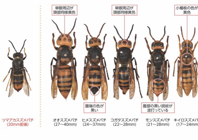 もひ 一諾斎 私も調べました オオスズメバチが最近外来種として米国に入ってきた様ですね モンスズメバチ は150年前に欧州から森林の害虫駆除の為に入れたみたいですが本来米国には小型のクロスズメバチ属やホオナガスズメバチ属しか居ないみたいです 一見