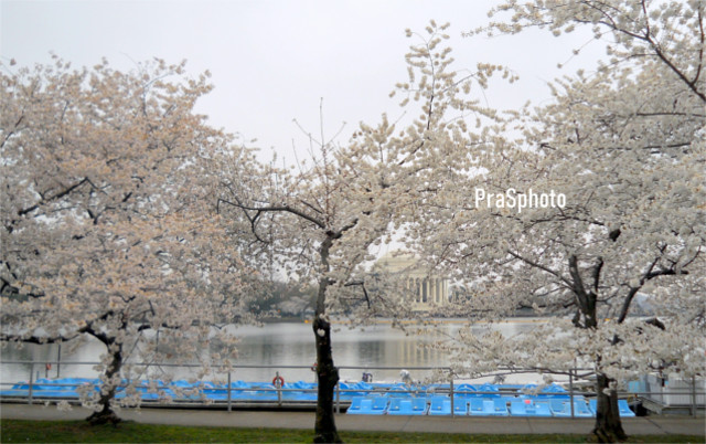 PraS31231323's tweet photo. Cherry Blossoms, Washington, D.C. 🇺🇸
#flowers #plants #nature https://t.co/AxLW6RX4Au