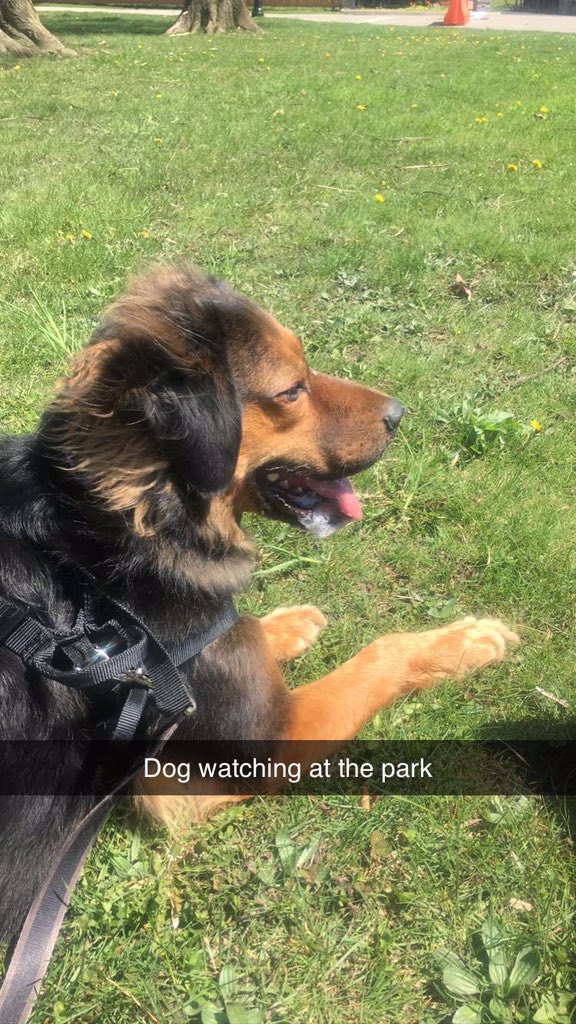 GDoyle716's tweet photo. Bruuuuuce
#brucethedog #dogsofbuffalo #delwarepark #Buffalo #BuffaloNY #buffalove #dogs https://t.co/AjLvHGhbBv