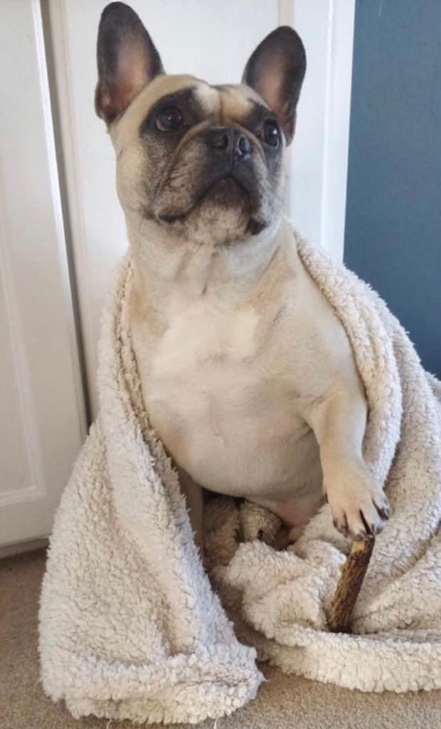 #MayThe4thBeWithYou  #theadventuresofpresleyandbella