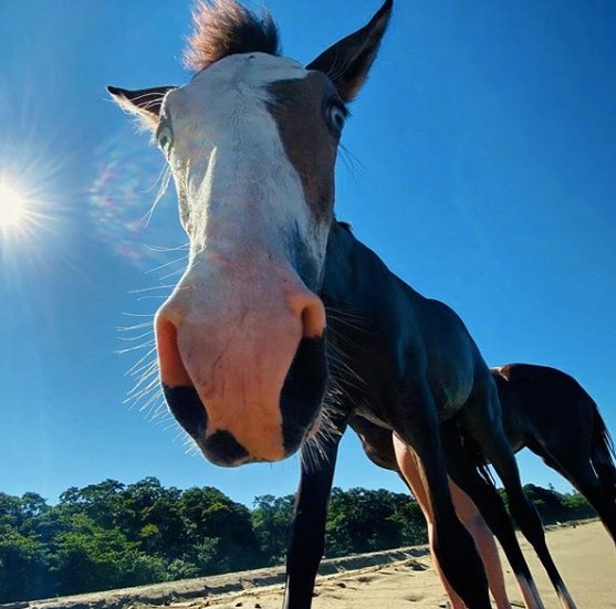 RainforestRides's tweet photo. Time for kisses #babylife #farmlife #carribeanlife #junglelife #foals #swimming #horses #sunshine https://t.co/NbWL4t2EZ4