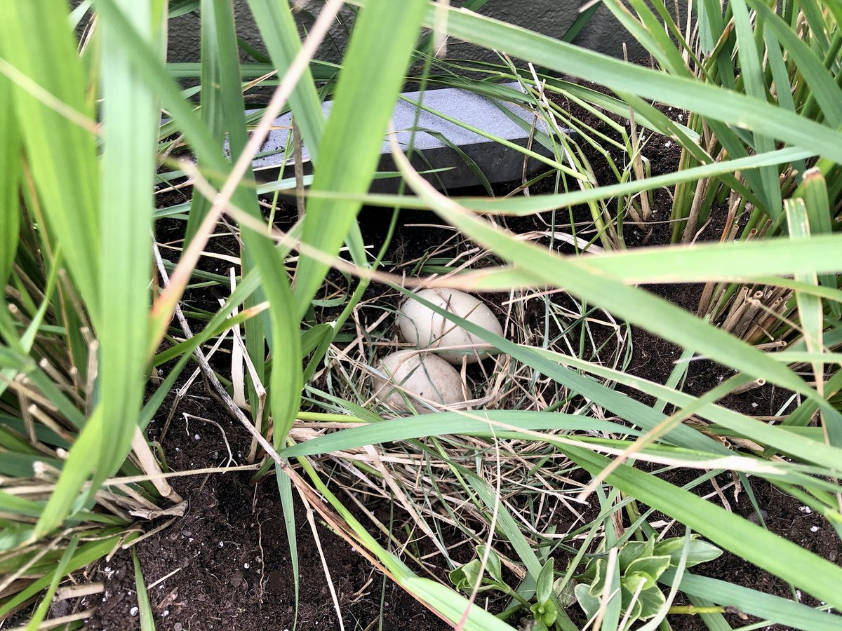 JamesMastaler's tweet photo. So apparently a mallard duck family has decided the reed grasses in my roof deck planters are a great place to nest and live out their best lives during quarantine #CityGarden https://t.co/eREmGjSmnQ