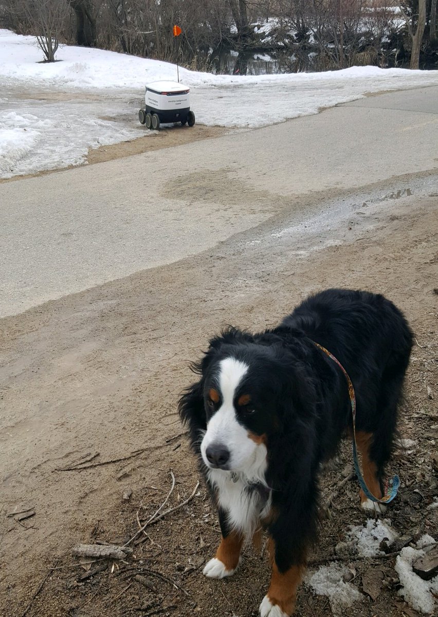 college_library's tweet photo. Before the days of #SitStayStudy, Mathilda wasn't sure about her encounter with a delivery robot on the Lakeshore Path. #StudyStrong #DogsOnCall https://t.co/5fg7Zrg5Z3