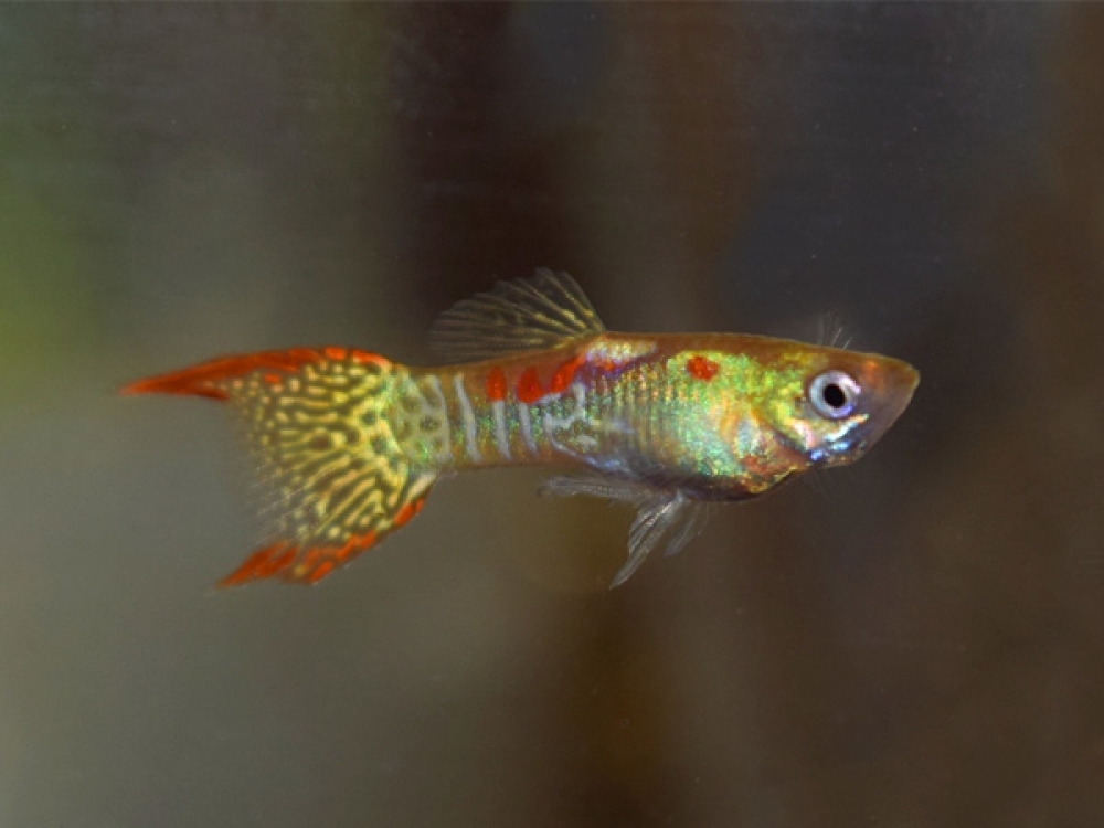 ADirectrory's tweet photo. Order your Pair of Selected Blond Snakeskin Dwarf Guppy
Price starts from 20 GBP
Tag a friend who would love this!
Go and get it at https://t.co/ApEnUBDxgI
#blond #dwarf #guppy #pair #poecilia #reticulata #selected #snakeskin #wingei
#killifish https://t.co/B4JyoeCTFd