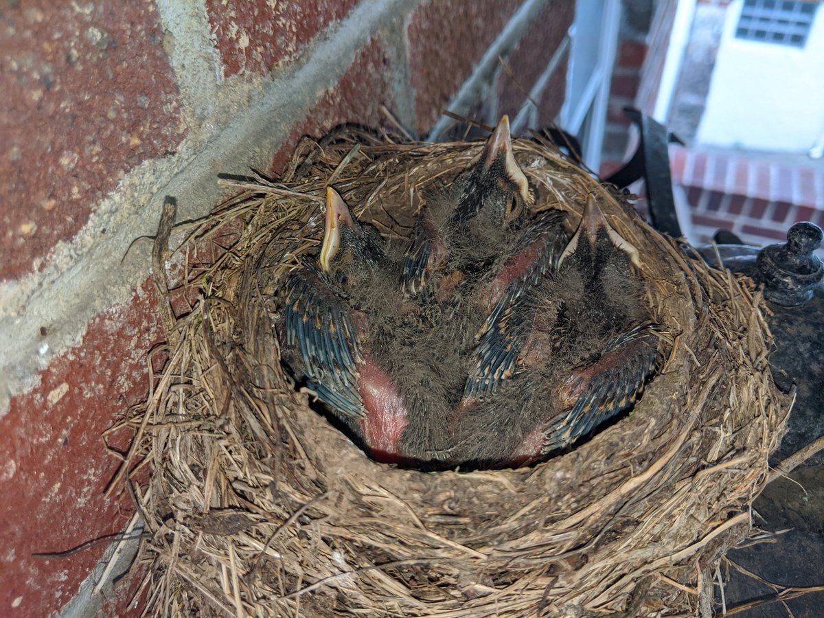 Dual-angle bird update: very fuzzy, almost fully opened eyes, looking very bird like and not so much alien at this point. Getting very big!