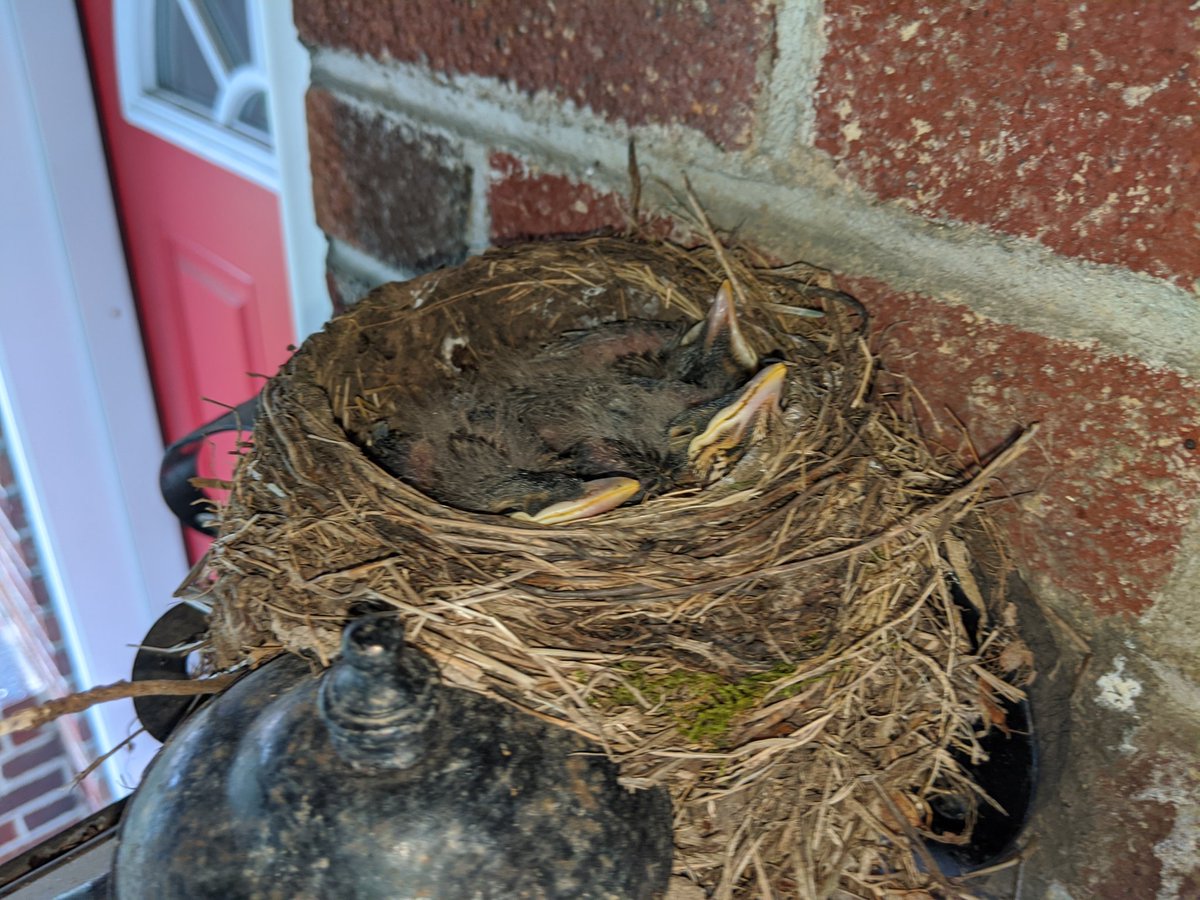 Dual-angle bird update: very fuzzy, almost fully opened eyes, looking very bird like and not so much alien at this point. Getting very big!