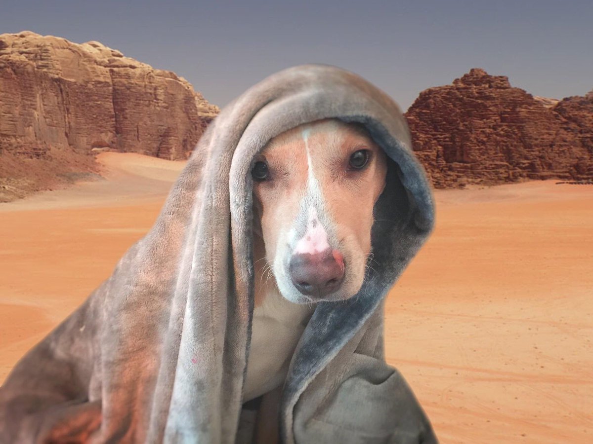 SnugglePupTuck's tweet photo. The Jundland Wastes are not to be traveled lightly... Especially for #puppers on #StarWarsDay. #MayTheFourthBeWithYou today! From your favorite #Jedi #doggo, #TuckerTheSnugglePup!

#StarWars #Tatooine #MayThe4th #MayThe4thBeWithYou #puppy #puppylife #dog #dogs #StarWarsDogs https://t.co/70qqiIDLcb