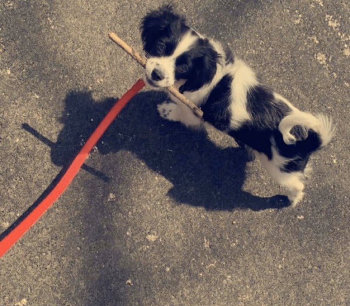 I would love to pet Ollie. He is a 4 month old Cavachon and expert tail catcher. On walks, he finds sticks or pinecones to carry. He plays with scrunchies and sleeps with his stuffed koala. His caregiver says her favorite thing about him is that he never runs out of kisses.