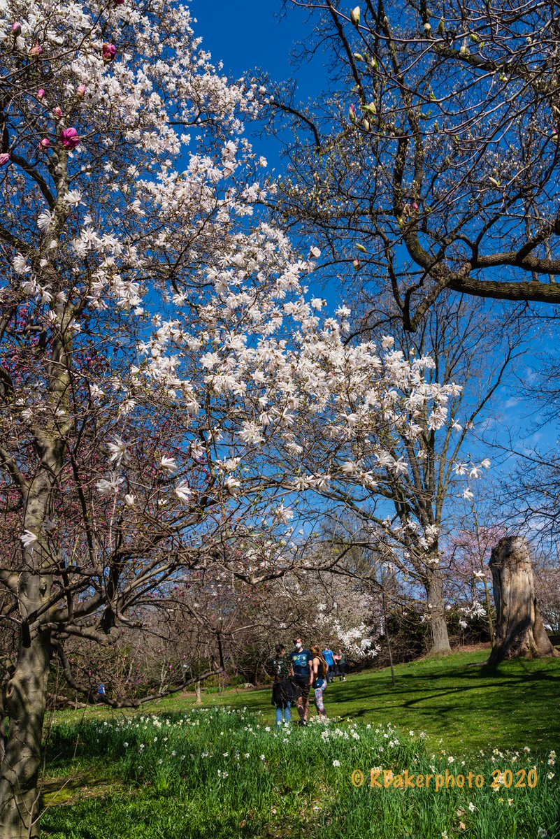 Rochester NY, "The Flower City", Highland Park; The New Normal