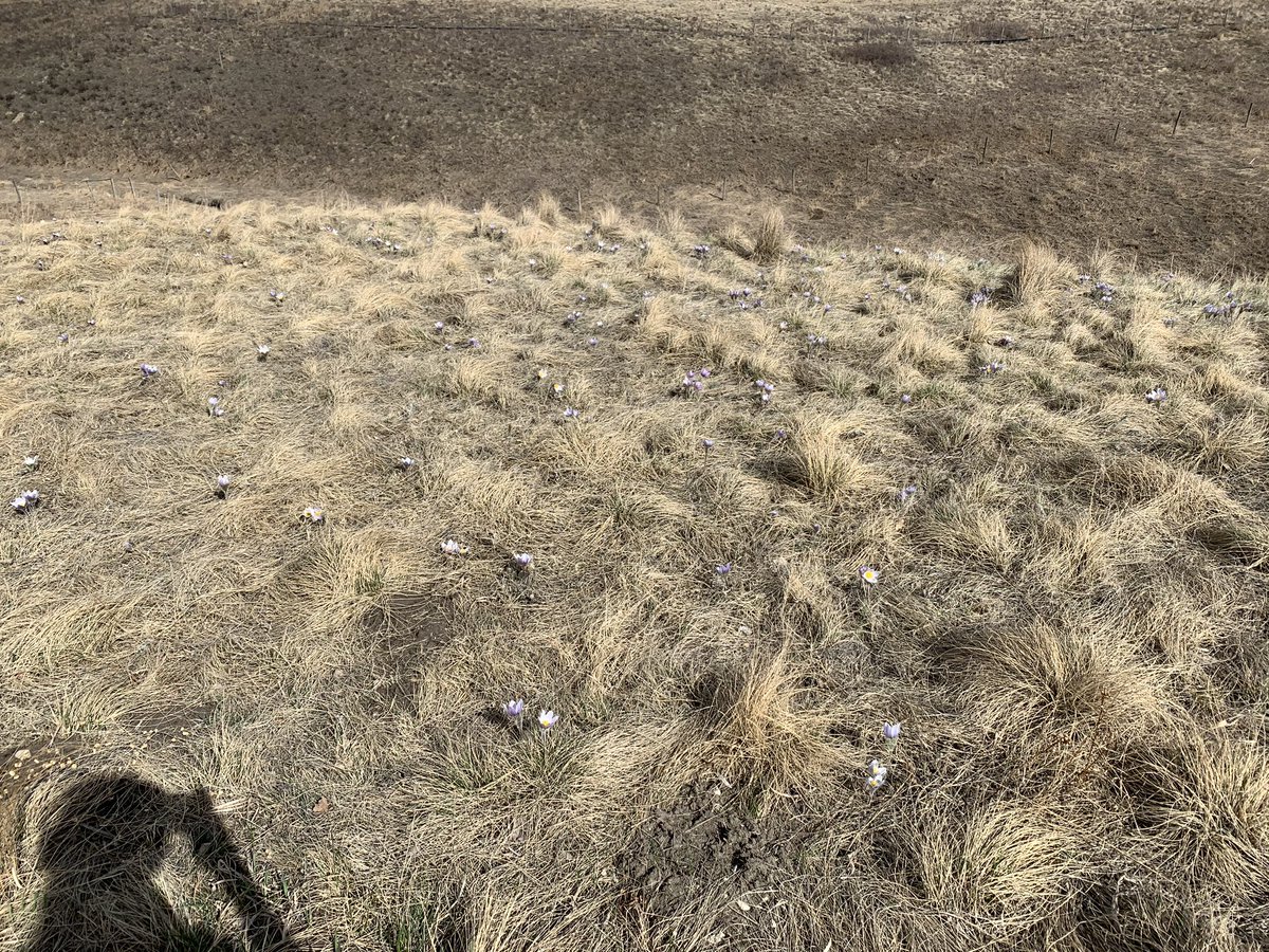 deNanceEdgemont's tweet photo. Warm days are for adventures! I found these fields of crocuses this weekend on my walk! What signs of Spring can you see? https://t.co/JZb4zOl8Se