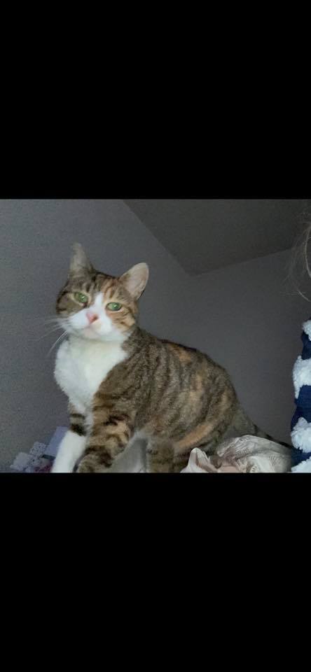The_Animal_Team's tweet photo. #Missing #cat #Intack area, #Blackburn 4/5/20. https://t.co/Oxyd0nwTlY #CatsOfTwitter https://t.co/nz4dZQfJ3O