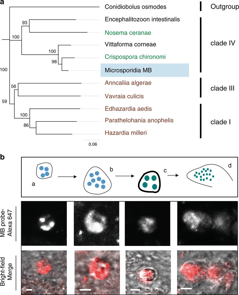 MicrobesInfect's tweet photo. Scientists discovered a microbe, Microsporidia MB, that completely protects #mosquitoes from being infected with #malaria parasite, #Plasmodium falciparum.

Malaria is spread by bite of infected mosquitoes, so protecting them could in turn protect people.

https://t.co/hoM0YlBRHr https://t.co/coILZspILV