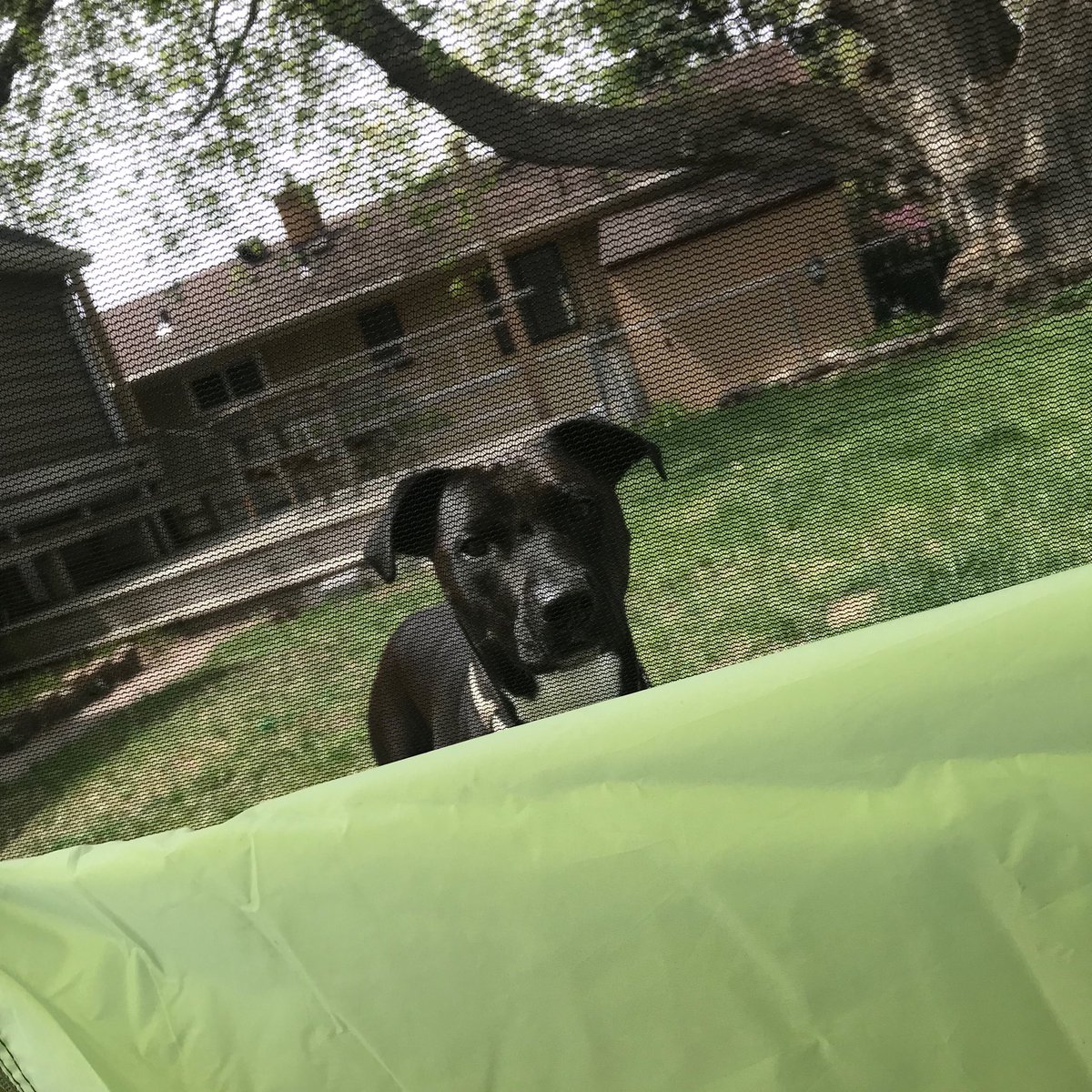 juliereuvers's tweet photo. Today’s @zoom_us mtgs took place via the backyard tent, in yoga wear. I ❤️ some aspects of #lockdownlife. 🙌🏽👩💻⛺️🐶 #silverlinings #covidworklife #workfromanywhere #rescuepupwantsin https://t.co/pzwMmKDea2