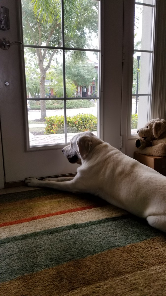 college_library's tweet photo. Morgan has mastered #SitStayStudy and wishes those studying and taking finals all the best! #StudyStrong #DogsOnCal https://t.co/9HSmiErltA