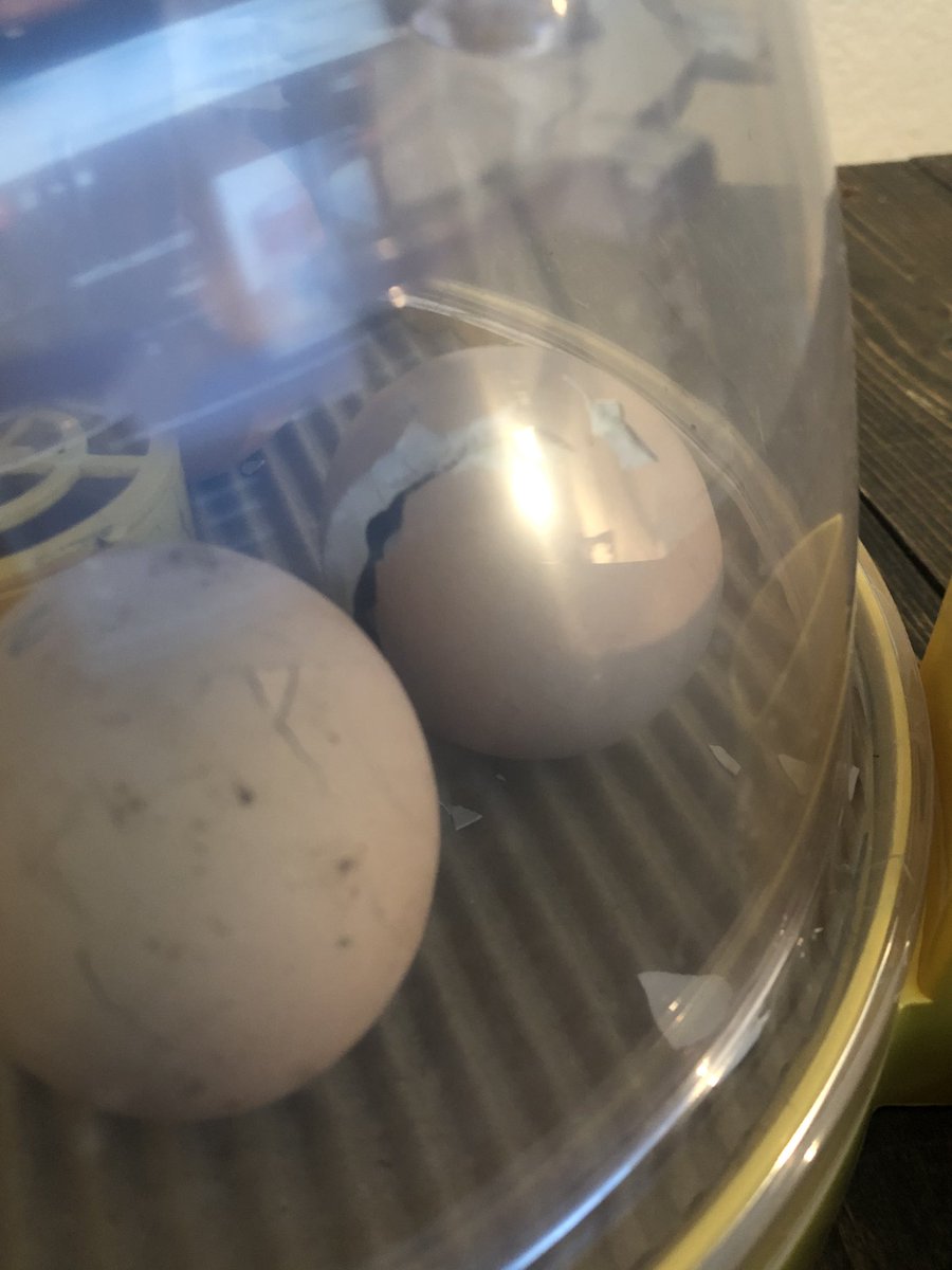 findyourfrizzle's tweet photo. If you’ve been watching the live feed, keep and eye on egg #1! This little chick can’t wait to meet you! @ProsperISD @ProsperTMTurner @lerinmcwilliams #prosper4ward #transformprosper 
https://t.co/BsPCMsIiTj https://t.co/DQm9ChgvIm