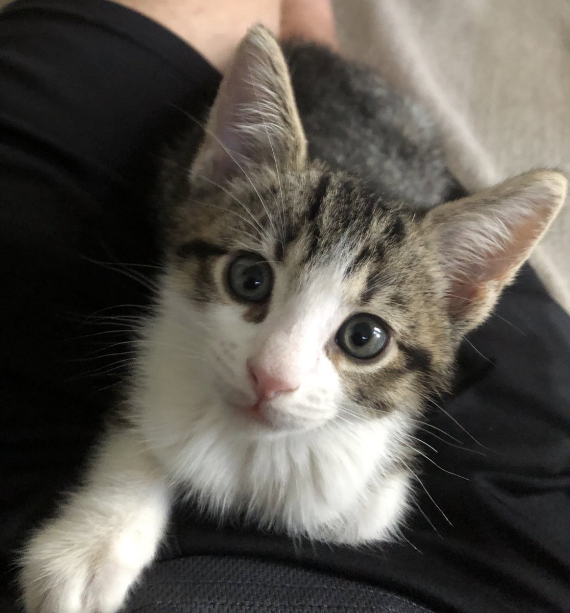 Dan Thornhill tweet media