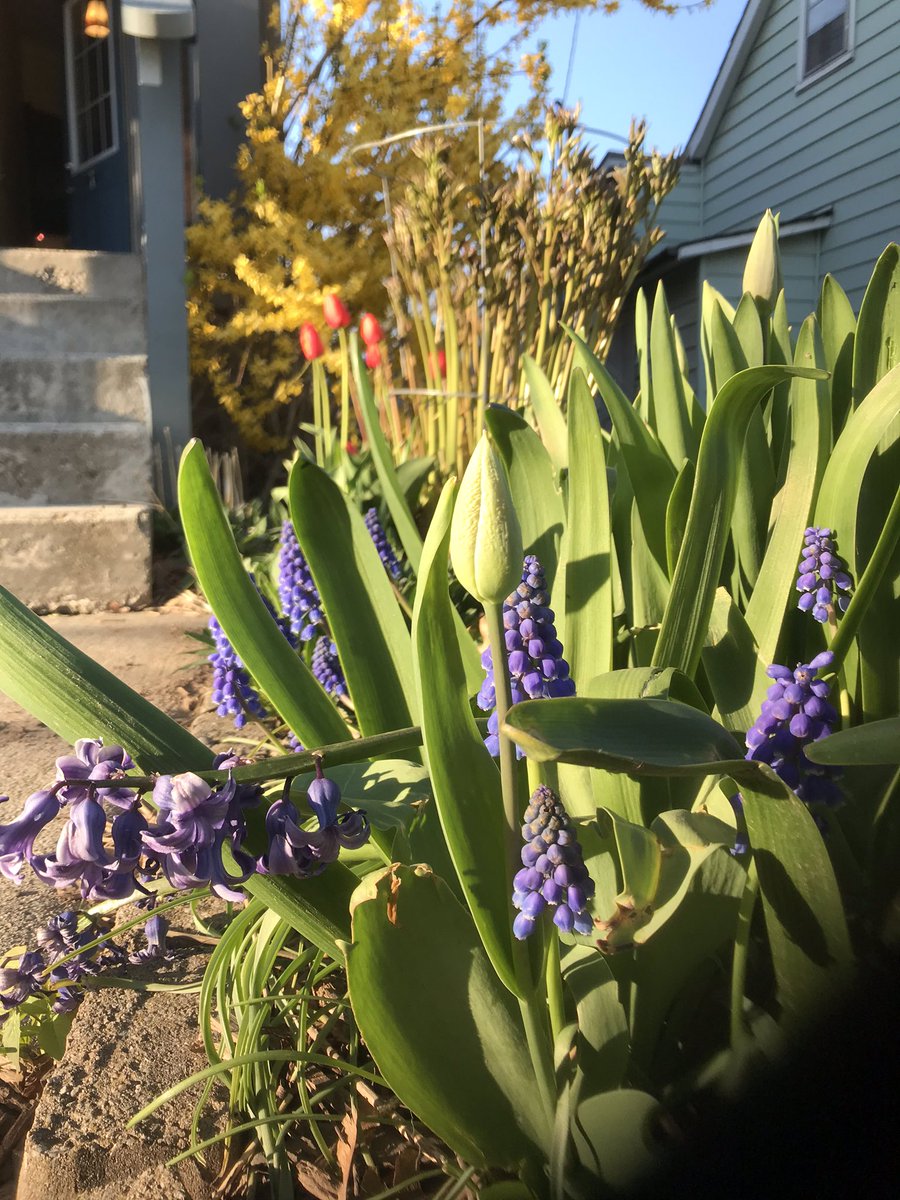 COVID Concourse challenge of the day: What is the secret creative spark or calling you are harbouring at this time? How can you grow it into blossom?