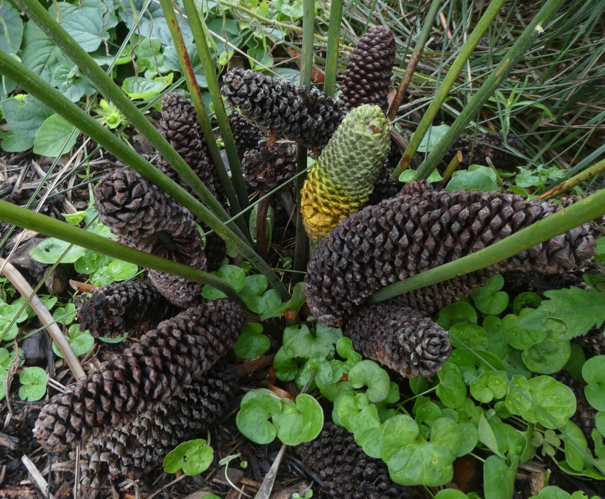 peter_e_symes's tweet photo. Colourful seeds in cones (megasporophyll) of #Macrozamia lucida #Zamiaceae from southern QLD, #Australia in coastal wet #sclerophyll forest. Pinnae have interesting whitish glands at base. Microsporophylls on a male #plant are also shown. @RBG_Victoria https://t.co/jRJU0eJOaq