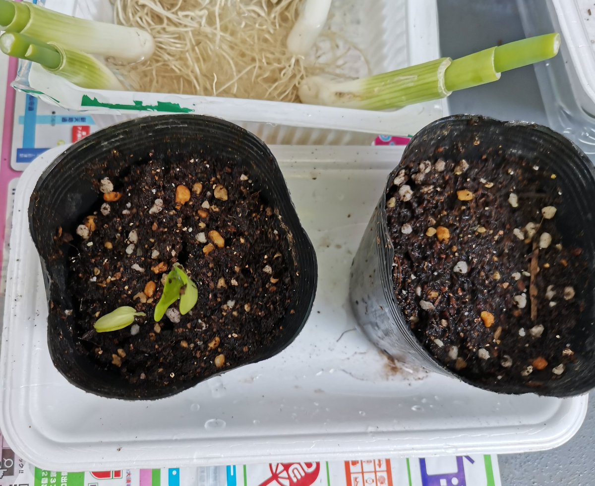 ひらい民治 ミニトマト 実がつくの早ない はつか大根 間引きします キュウリ ようやく発芽 クレソン レモンバーム おおきくおなり 朝の水やり 観察がルーティンになりつつある