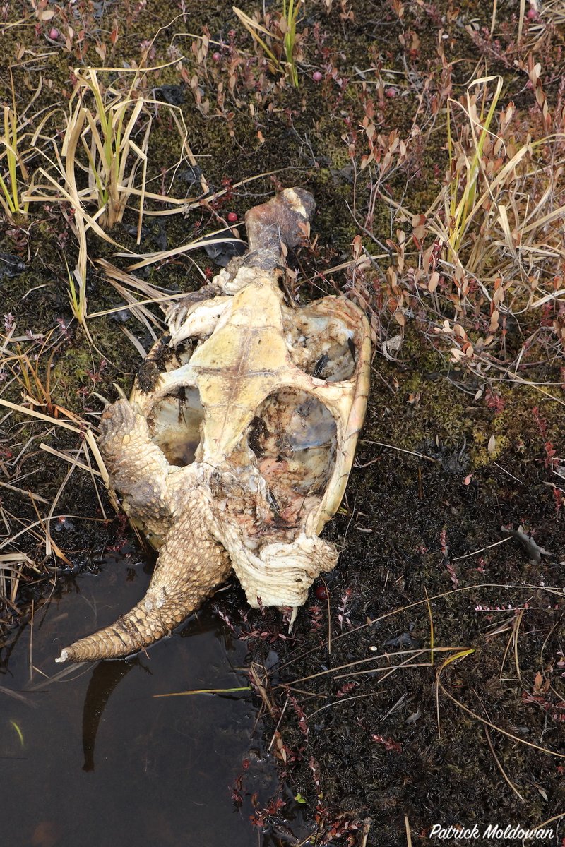 We lost another good turtle this winter, folks. Otters gotta eat too.

Snapping Turtle 144 (1991-2020), 29 yrs young. In the past 11-yrs this trap happy turtle was captured on 30 occasions. Excellent growth record, dear friend!

RIP

#Ecology #WinterEcology #Turtle #FieldBiology