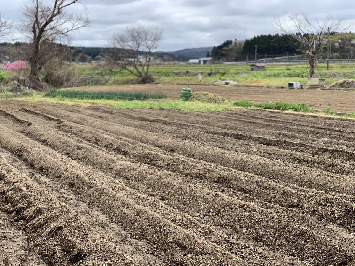 コバヤシタツヒコ 畑を耕し 畝を作る 畑 畑仕事 耕す 畝 畝立て 畝づくり