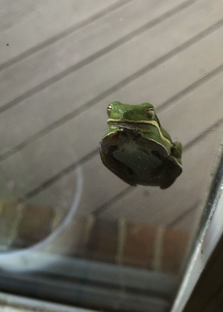 robints's tweet photo. Why is our home lovingly called #CampSmith? Tree frogs on the window that need......——>>> https://t.co/apWVwWpFZZ