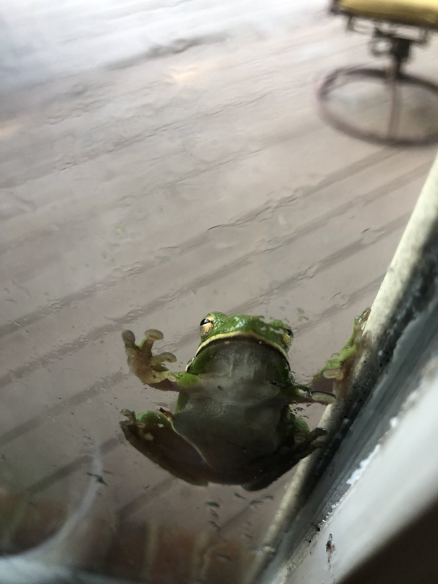 robints's tweet photo. Why is our home lovingly called #CampSmith? Tree frogs on the window that need......——>>> https://t.co/apWVwWpFZZ