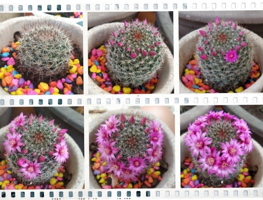 psicologa_leon's tweet photo. Crecer entre las adversidades🌵🌸 

Os presento a Enredadis y comparto con vosotros su crecimiento durante este confinamiento.

Es precioso, a la par que ilusionante, ver cómo va floreciendo día tras día.

#Maravilla
#Cactus
#Florecer 
#Crecimiento https://t.co/snsV3HtzP4
