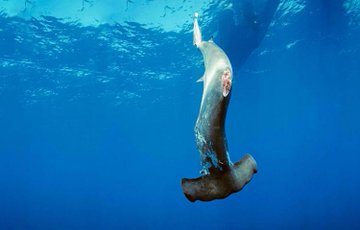 _Naeray's tweet photo. Voici le Shark Finning.
Pratiqué en Asie, le Shark Finning consiste à pêcher des requins, découper leur aileron et les relâcher en mer, les laissant agoniser jusqu'à leur mort.
50 millions de requins sont ainsi tués chaque année, au nom d'une soupe traditionnelle chinoise. https://t.co/McrWnPvgEK