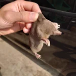 指先でつまめる小さなモグラを拾った画像が愛おしすぎて話題に