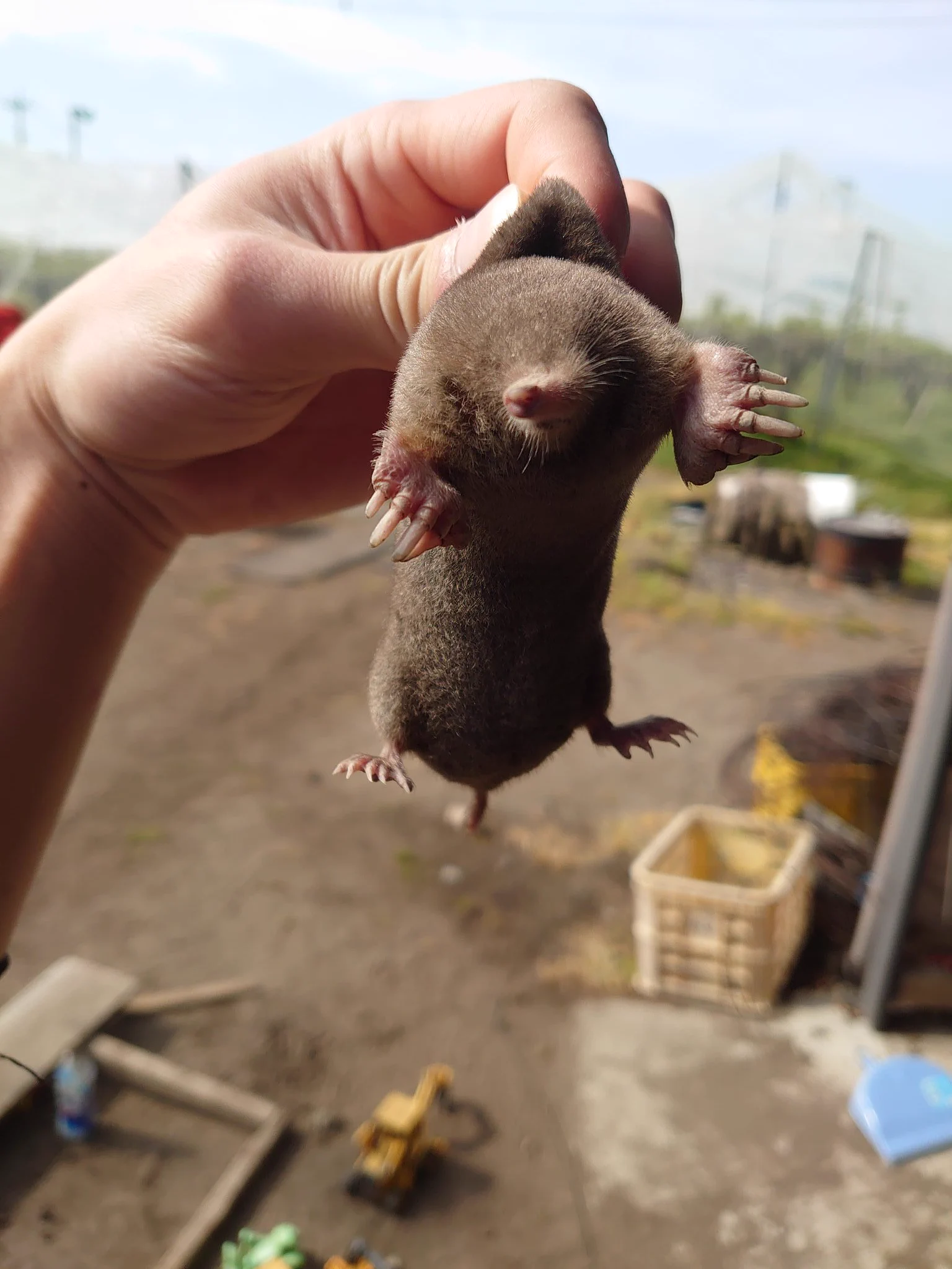 指先でつまめる小さなモグラを拾った画像が愛おしすぎて話題に