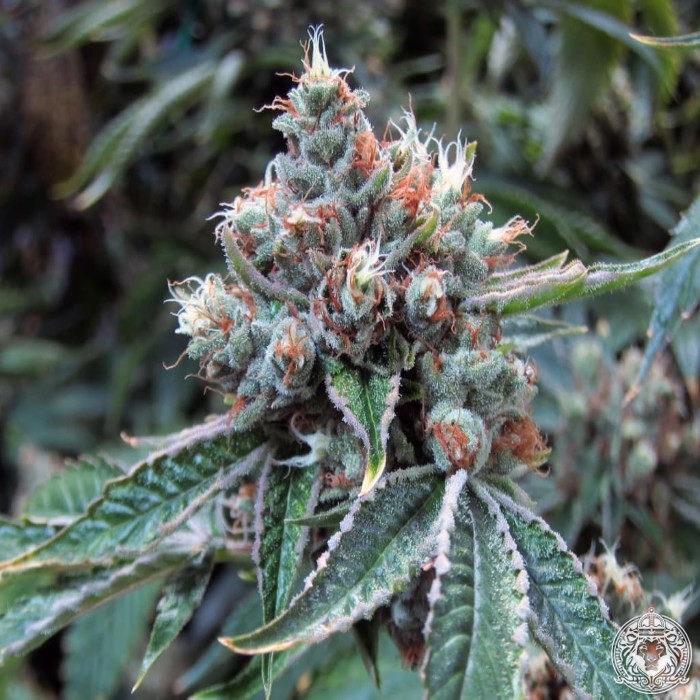 NugDatabase's tweet image. #Strain of the day: #SkywalkerKush! 🌠

Slay your inner dark-side and chill-out with this #indica hybrid from #ReservaPrivada

nugdatabase.com/strain/skywalk…

#StonerFam #WeedLovers #StrainOfTheDay #420Life #Cannabis
🔥🌲😎💨