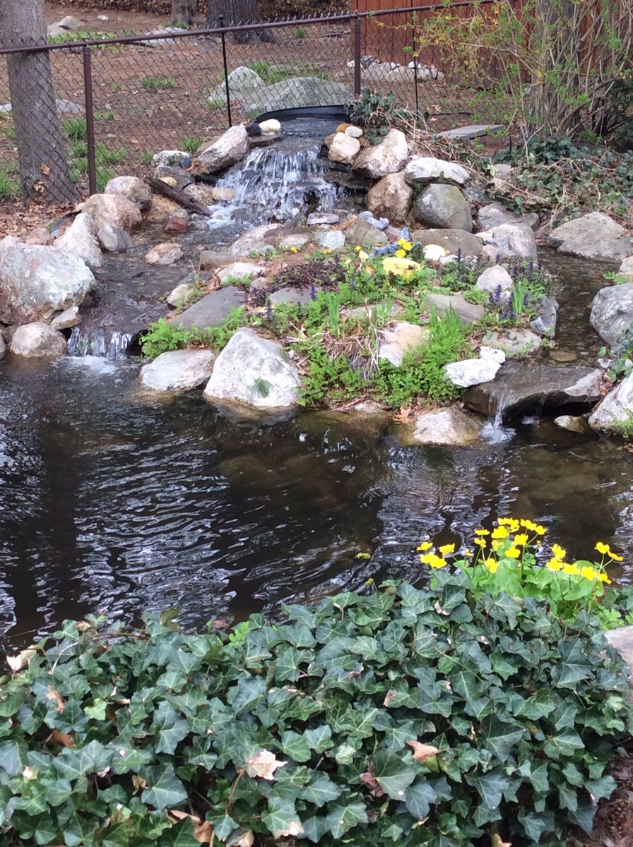 When I can’t be in the classroom this is my other happy place #bethatassistant #backyardkoipond #waterfall