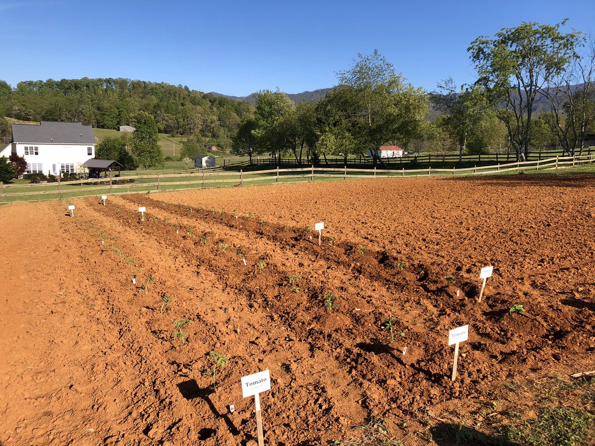 Today for Math Monday I used math to count out the germination period of each type of plant in our garden. This helped us to predict approximately when we will be harvesting each row! 🌽🍅🥒🌶🍉 Happy spirit week Grandview! #educatingeagles <a href="/GrandviewES/">Grandview School</a>