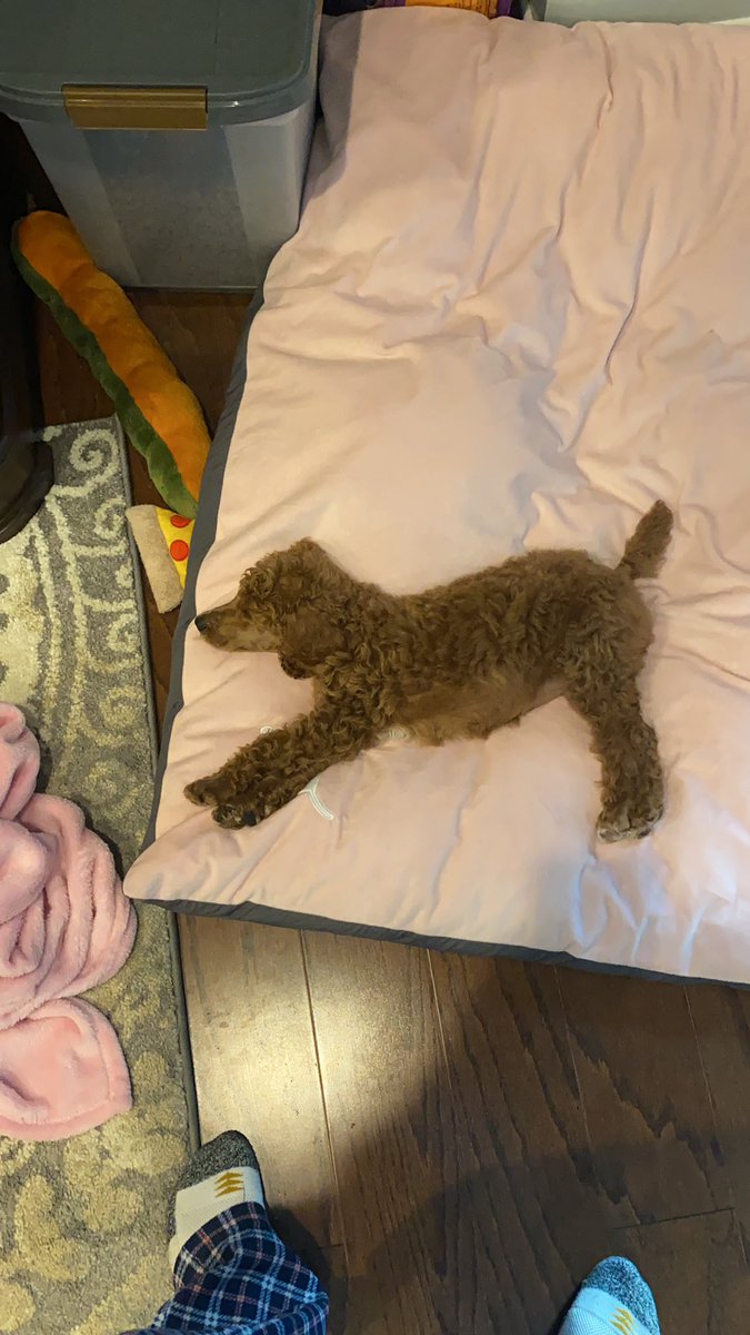 mender_alex's tweet photo. Doggy https://t.co/KdOxSJFAei