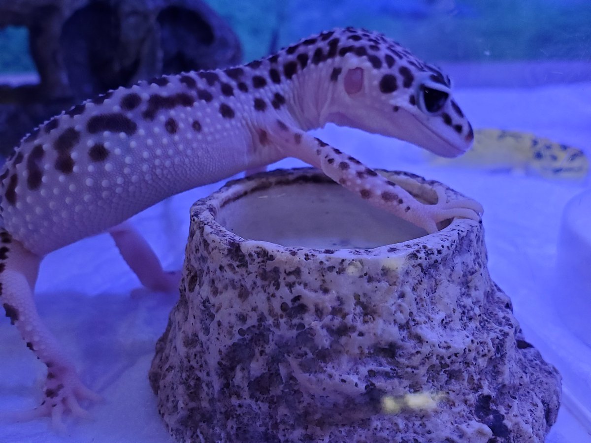 みつい園 おはようございます みつい園です 本日も 休まず全力営業 Am10 00 Pm19 00まで 当面の間時短で営業しております 土 日 月曜日 連続で生体の 入荷がありました たくさん揃ってますよ みつい園 福山市 広島県 本日も休まず