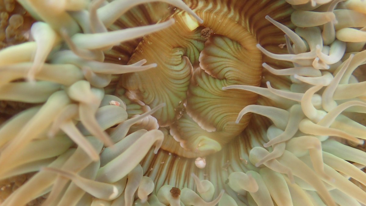 HotspotVulcan's tweet photo. This week's #MITFullSTEAM package combines two of my passions, ๐จ๐ฟโ๐ฌ & ๐ธ
Which means that I sometimes attempt artistic #photography, like these close-ups of a submerged sea anemone (c.2018), in the name of "#science" and "exploration"...but mostly for #fun & #becauseiwantto https://t.co/XFhbIw9x9L