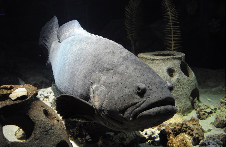 floridaaquarium's tweet photo. We are saddened to announce the loss our beloved goliath grouper Cleatus after succumbing to a prolonged illness. Cleatus, who made his Florida Aquarium debut on opening day 25 years ago, was estimated to be close to 30 years old. 💙 #FloridaAquarium #Cleatus https://t.co/9LVDM0s9Y7